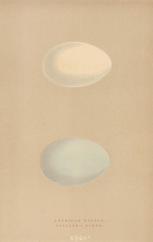 BRITISH BIRD EGGS. American Wigeon. Steller's Eider. MORRIS 1896 old print